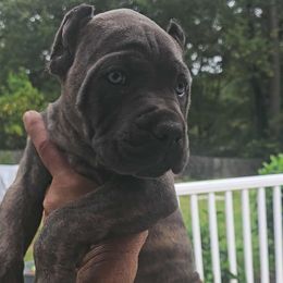 Red Collar - Gray brindle male Cane Corso puppy in North Chesterfield, Virginia from TrinityForce Cane Corso