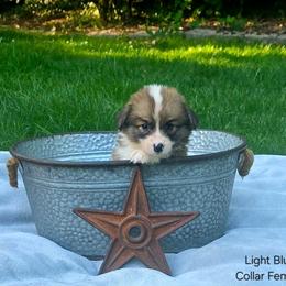 Light Blue Collar Female - Red female Pembroke Welsh Corgi puppy in Tenino, Washington from LoneStar Corgis NW