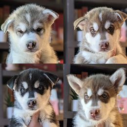 Siberian Husky puppies from Rocket City Huskies