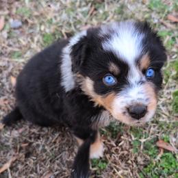Remi3Boy3- BMM,Long,AKC,OFAs,Genetics - Blue merle male Australian Shepherd puppy in South Hill, Virginia from Silverside Aussies LLC