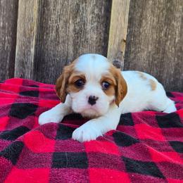 Bella - Blenheim female Cavalier King Charles Spaniel puppy in Preston, Maryland from Katie's Pups
