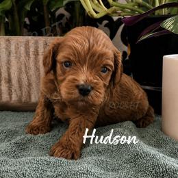 Hudson - Red male Cavapoo puppy in Oklahoma from Rocky Oak Cavaliers & Biewer Terriers LLC