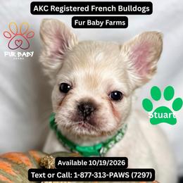Stuart - White male French Bulldog puppy in Michigan from Fur Baby Farms