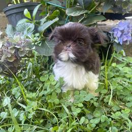 Bennett - Liver and white male Shih Tzu puppy in Hematite, Missouri from Free Range Shih Tzus