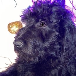 Blue - Goldendoodle puppy from Zeusthemoosedoodles