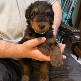 Tiny Tim - Black and tan male Airedale Terrier puppy in Thomasville, North Carolina from Beitzel Babies