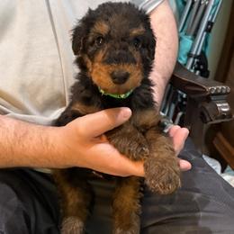 Tiny Tim - Black and tan male Airedale Terrier puppy in Thomasville, North Carolina from Beitzel Babies