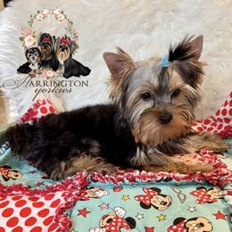 Teddy - Black and tan male Yorkshire Terrier puppy in Bloomingdale, Georgia from Harrington Yorkies