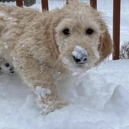 Goldendoodle Puppies from Heartland Poodles and Doodles
