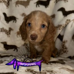 Purple collar - Red female Dachshund puppy in Turlock, California from Vibrant Dachshunds