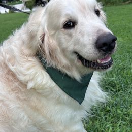 Maximus (Max) - Golden Retriever