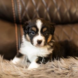 Girl 2 - female Miniature American Shepherd puppy in Tonopah, Arizona from King's Miniature American Shepherds