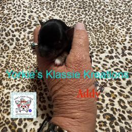 Addy - Black and tan female Yorkshire Terrier puppy in Dierks, Arkansas from Yorkie’s Klassie Kreations