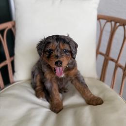 Daisy - Merle female Bernedoodle puppy in Loxahatchee, Florida from SR. Doodle pupps