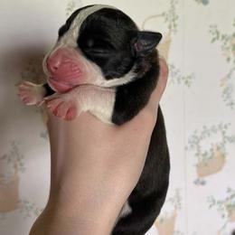 Girl 4 - female Alapaha Blue Blood Bulldog puppy in Grafton, Ohio from Eclipse Alapaha Kennels