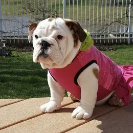 Bulldog Puppies from Itsabulldogthing