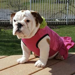 Bulldog Puppies from Itsabulldogthing