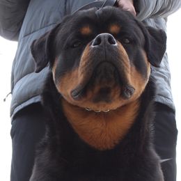 Max - Rottweiler