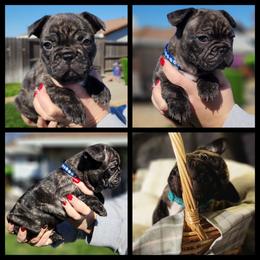 French Bulldog Puppies from Danielle's Frenchies