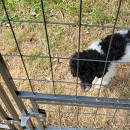 Poodles from Sharon's Poodles