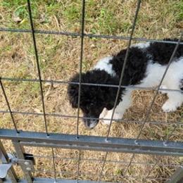 Poodles from Sharon's Poodles