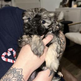 Nala - Brindle female Shih Tzu puppy in Rockmart, Georgia from Sonya Garrett