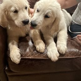 Golden Retriever Puppies from Indy's Goldens