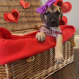 Great Dane Puppies from Lazuli Great Danes