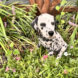 Pluto - White and black male Dalmatian puppy in Arlington, Texas from Bri’s Spot Garden - Glasscock Dalmatians