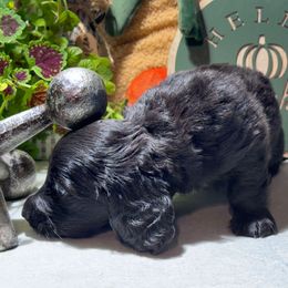 Aemond - Black male Dachshund puppy in Hazlehurst, Georgia from DrakeFire Dachshunds