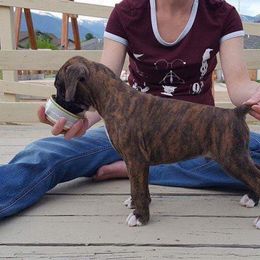 Boxer Puppies from Vintage Boxers
