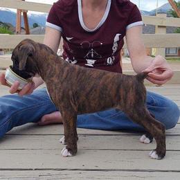Boxer Puppies from Vintage Boxers