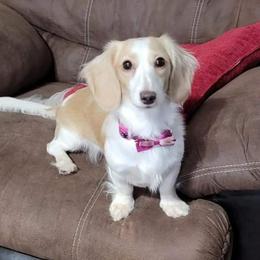 Elsa - Dachshund