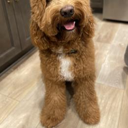 Jake - Goldendoodle