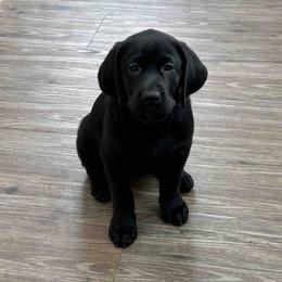 Labrador Retriever Puppies from Branley's Riverside Labradors