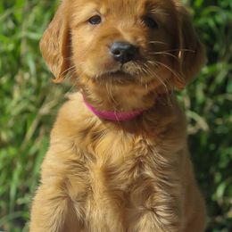 Golden Retriever Puppies from Sunshine Goldens