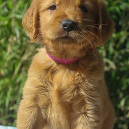 Golden Retriever Puppies from Sunshine Goldens