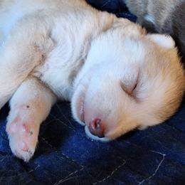 Thumbalina, pink collar girl - Red and white female Alaskan Malamute puppy in Grayson County, Virginia from River Bend Malamutes