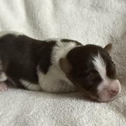 Kristoff AKC - Chocolate, tan and white male Yorkshire Terrier puppy in Labelle, Florida from Chocolate and Parti Yorkies in Florida