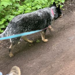 Australian Cattle Dog Puppies from SB Heelers Cattle Dogs and Performance Horses