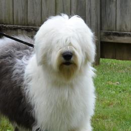 Nova - Old English Sheepdog