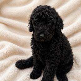 Calypso - Black female Poodle puppy in Flora, Illinois from Hanging Rock Poodles