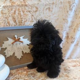 Tate - Black male Shih Tzu puppy in Success, Missouri from Sweet Success