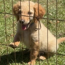 Teddy - Apricot male Goldendoodle puppy in Ambrose, Georgia from Brandilyn's Aussies