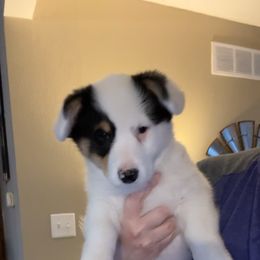 American Corgi and Pembroke Welsh Corgi Puppies from Beebe’s Corgis