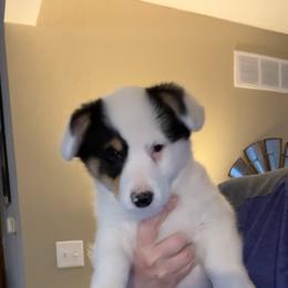 American Corgi and Pembroke Welsh Corgi Puppies from Beebe’s Corgis