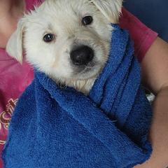 Berger Blanc Suisses and German Shepherds from Shephards Farm