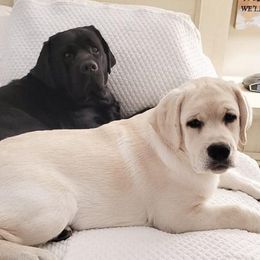 Labrador Retrievers from Wood’s Rest