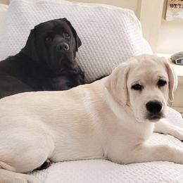Labrador Retrievers from Wood’s Rest