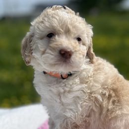 Girl 3 - Aussiedoodle puppy in Leitchfield, Kentucky from Salt River Kennels